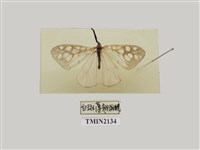 藏品(白斑薄翅斑蛾)的圖片